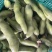 【精品】大蚕豆，诚信经营，全国代发，免费提供食宿