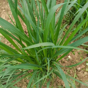 甜象草皇竹草巨菌草红象草苗