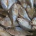 鳑鲏鱼