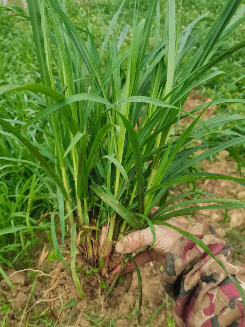 甜象草皇竹草巨菌草红象草苗