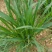 甜象草皇竹草巨菌草红象草苗