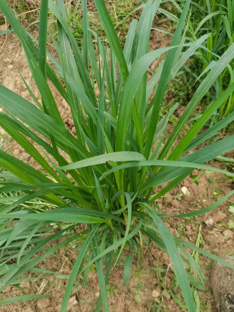 甜象草皇竹草巨菌草红象草苗