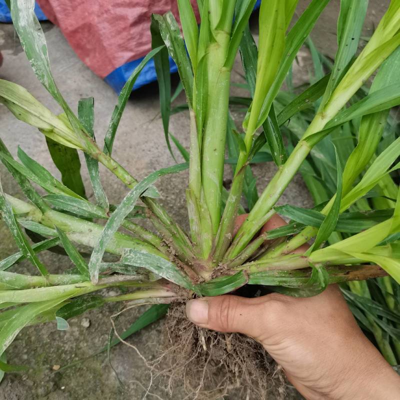 甜象草皇竹草巨菌草红象草苗