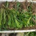 甜象草皇竹草巨菌草红象草苗