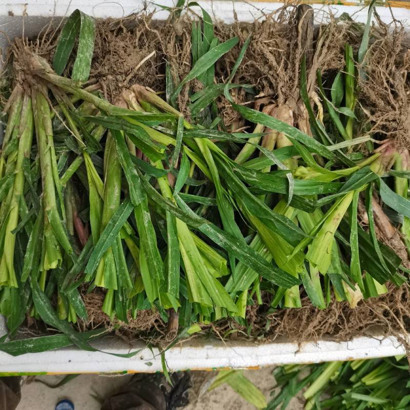 甜象草皇竹草巨菌草红象草苗
