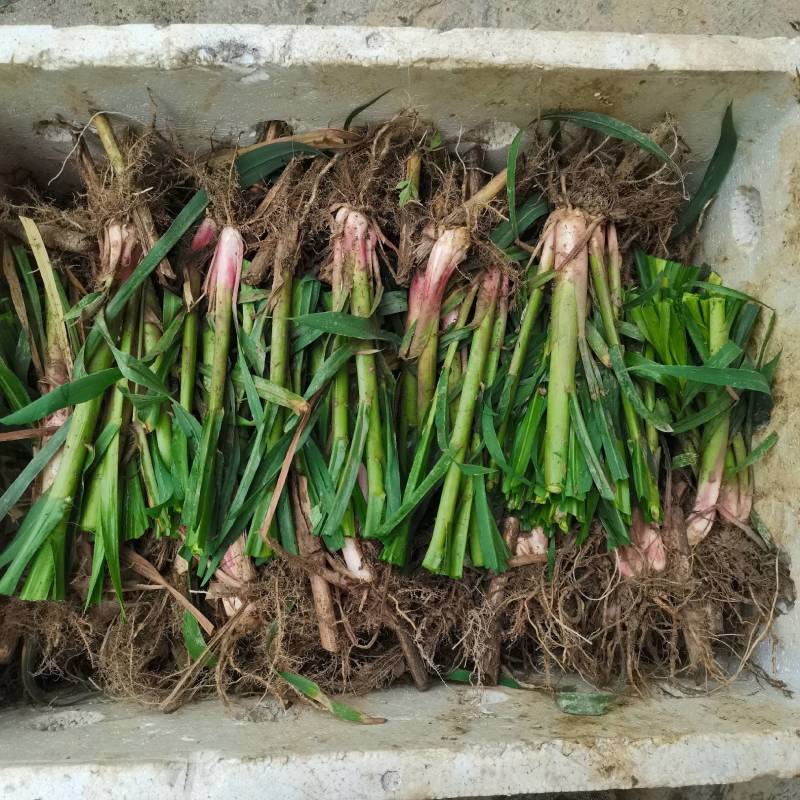 甜象草皇竹草巨菌草红象草苗