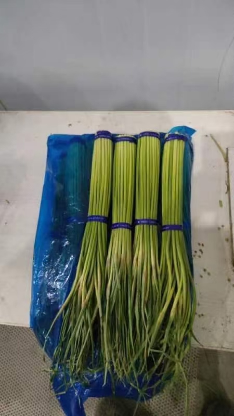 蒜薹大量供应优质，通货，长和短，市场和电商都有，保质保量