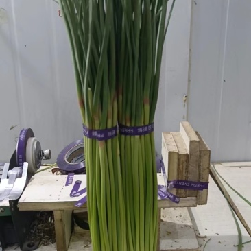 蒜薹大量供应优质，通货，长和短，市场和电商都有，保质保量