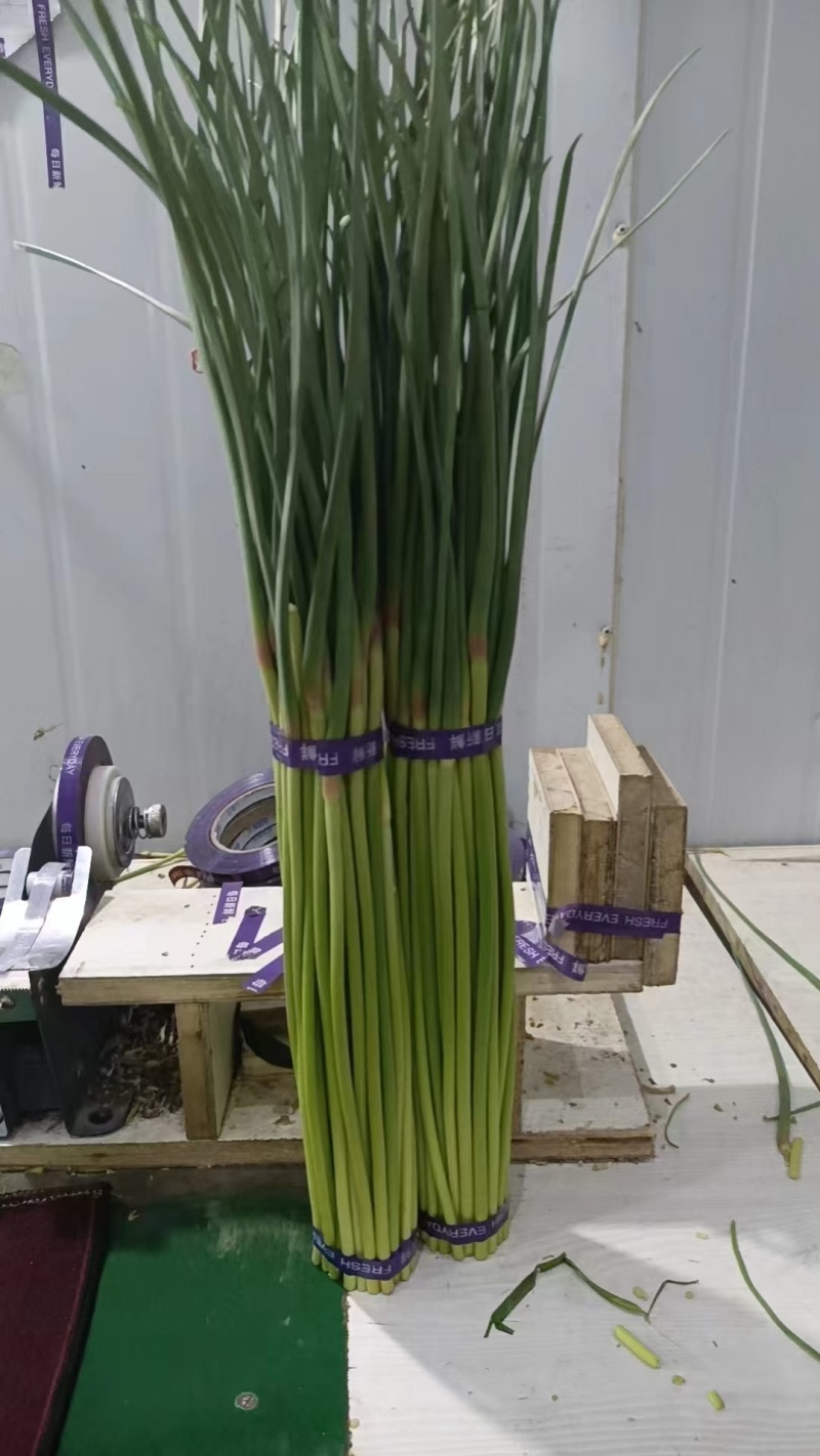 蒜薹大量供应优质，通货，长和短，市场和电商都有，保质保量