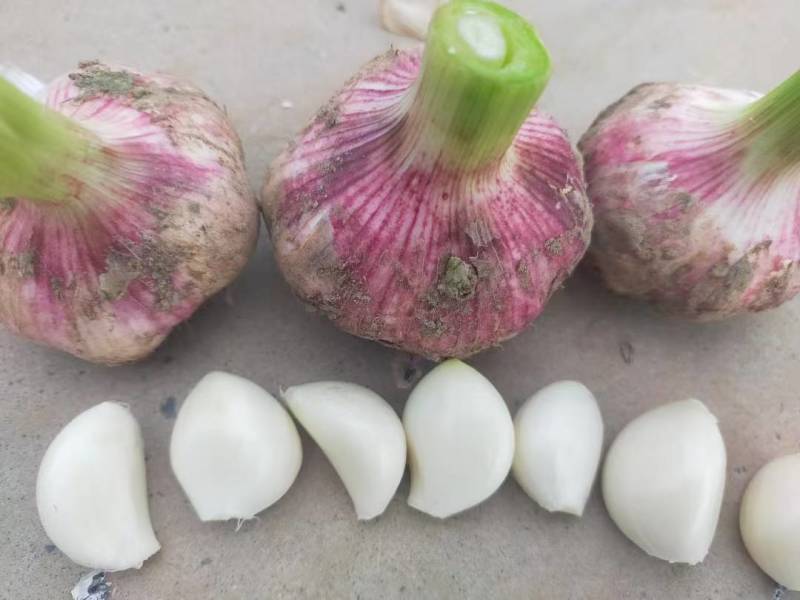 精品红皮大蒜，沙地种植，品质好，蒜味纯正，