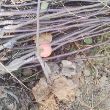 梨树苗山西玉露香梨树苗梨树占地梨树
