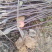 梨树苗山西玉露香梨树苗梨树占地梨树