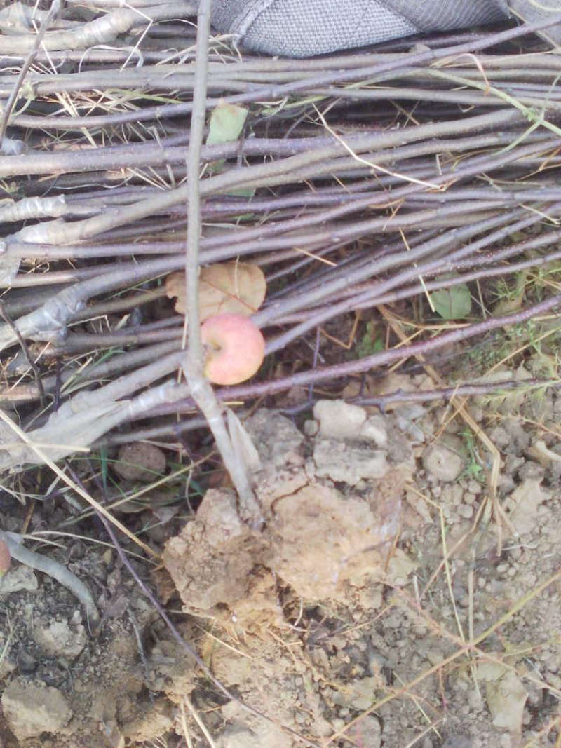 梨树苗山西玉露香梨树苗梨树占地梨树