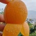 大五星枇杷