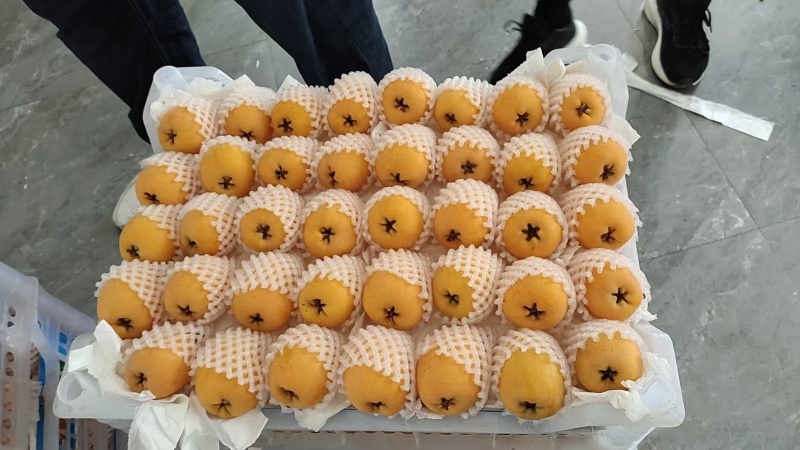 大五星枇杷