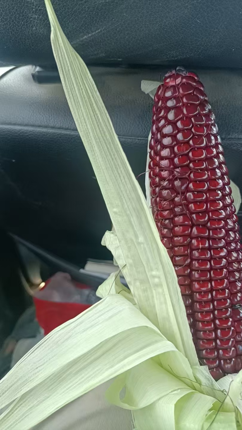 湖北黑糯玉米白糯玉米花糯玉米产地直供品质保证欢迎联系