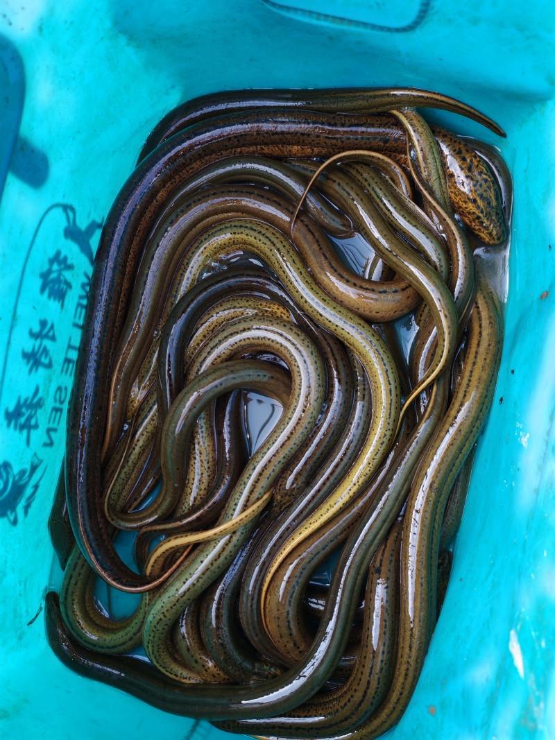浙江慈溪市鳝鱼天价格非常好