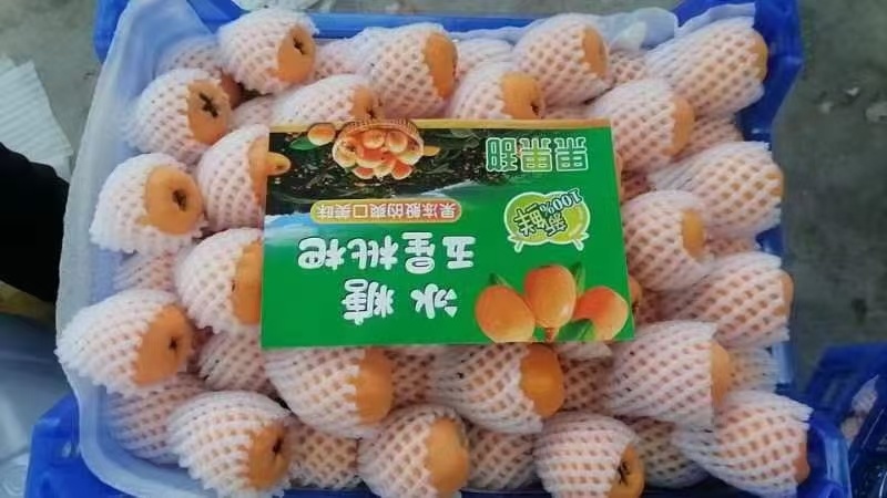 大五星枇杷