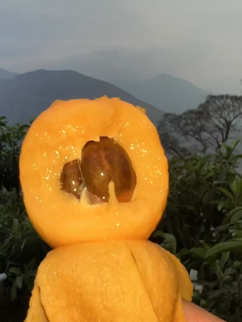 大五星枇杷
