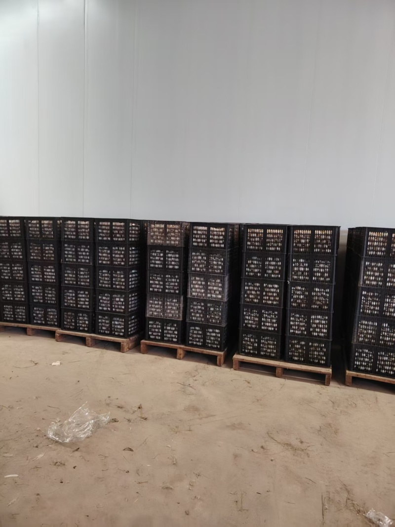 精品无铅松花蛋皮蛋厂家直发品质保证/180枚每件全国发货