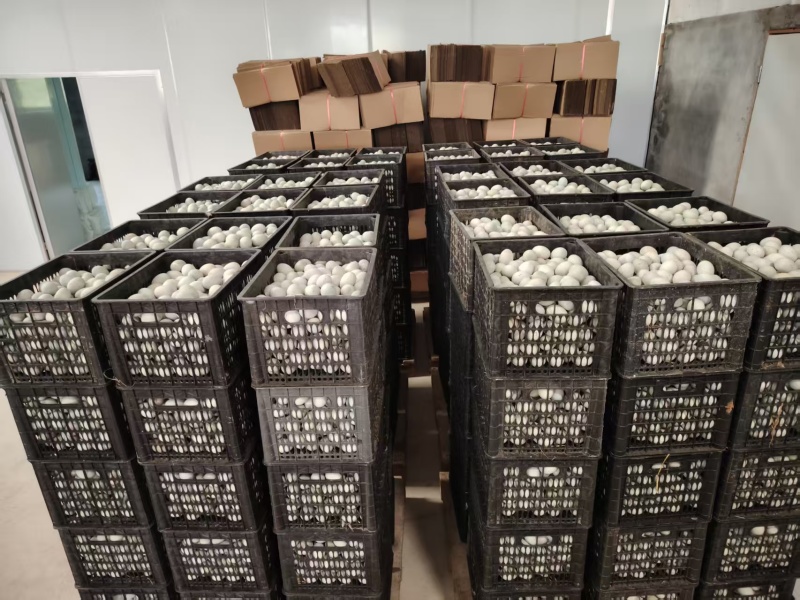 精品无铅松花蛋皮蛋厂家直发品质保证/180枚每件全国发货