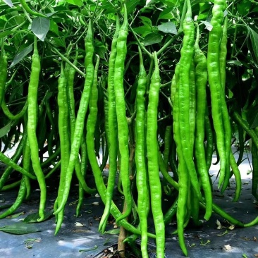二荆条辣椒大量出