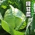 湖北扁包菜奥奇娜基地直供量大从优，供全国客商