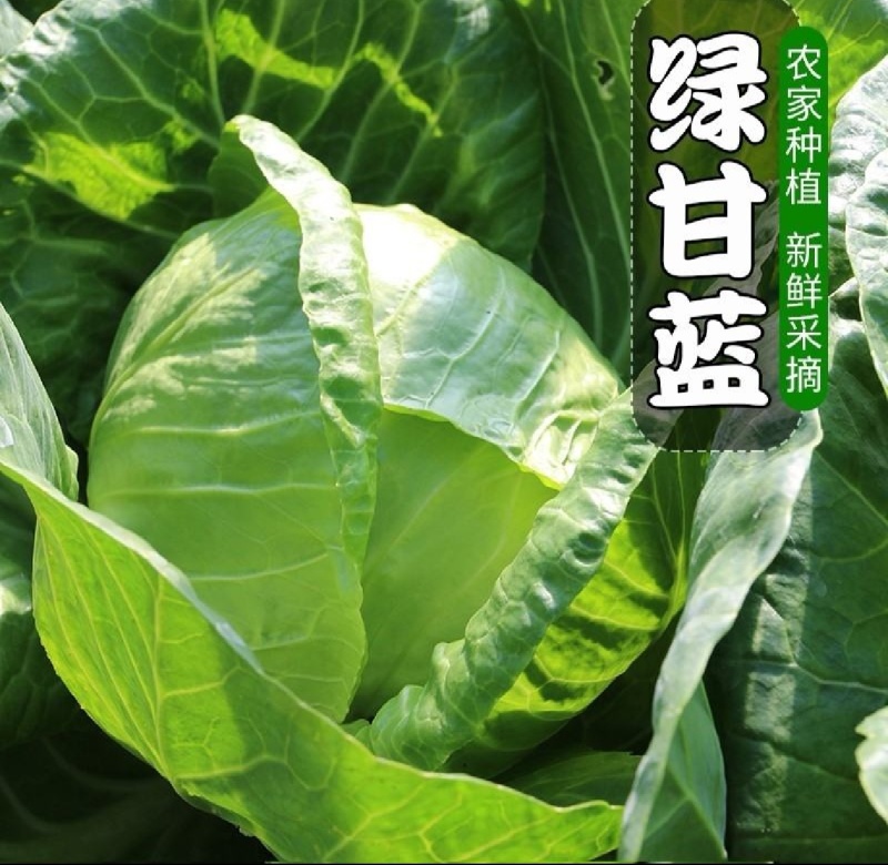 湖北扁包菜奥奇娜基地直供量大从优，供全国客商