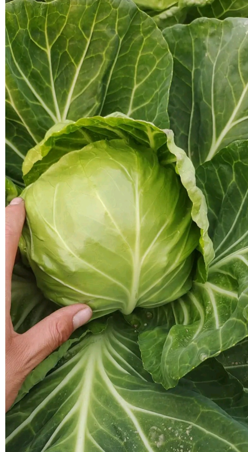 湖北扁包菜奥奇娜基地直供量大从优，供全国客商