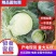 湖北扁包菜奥奇娜基地直供量大从优，供全国客商