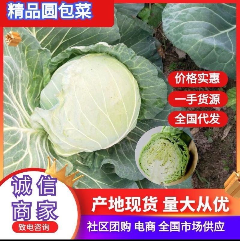 湖北扁包菜奥奇娜基地直供量大从优，供全国客商