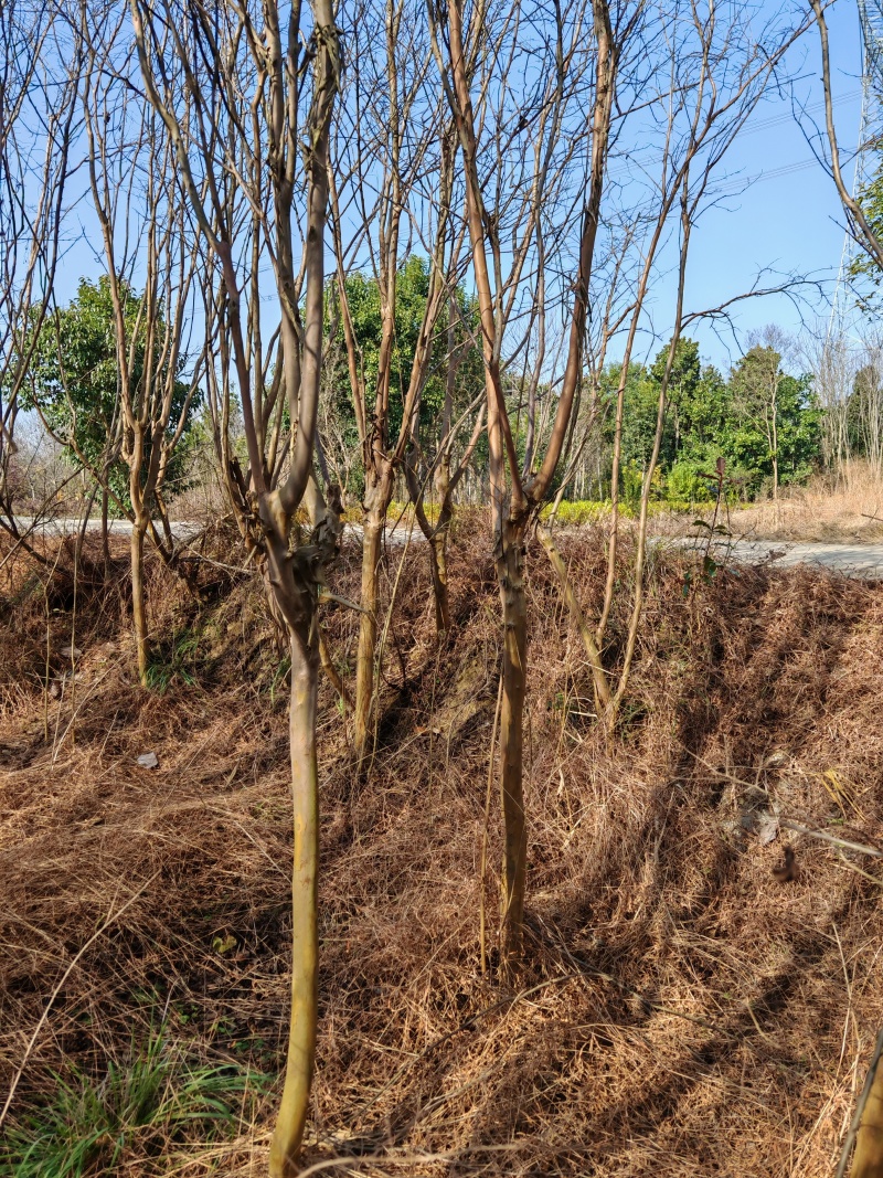 米径3公分占地紫薇