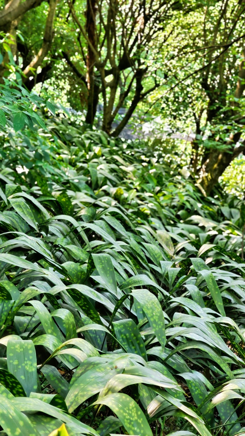 四川特产铜钱花新鲜粽叶现割现发新鲜粽子叶