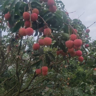 热带水果荔枝，白糖罂