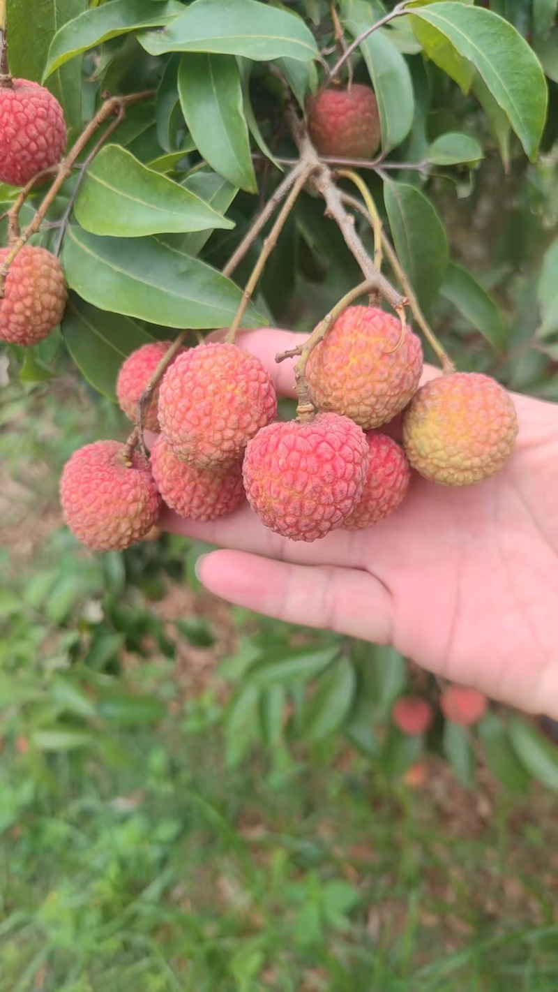 热带水果荔枝，白糖罂