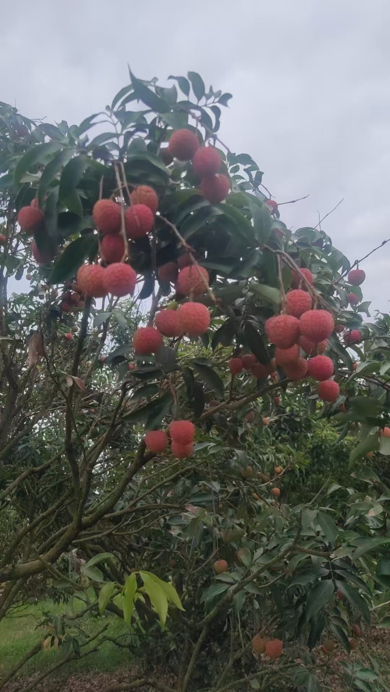 热带水果荔枝，白糖罂