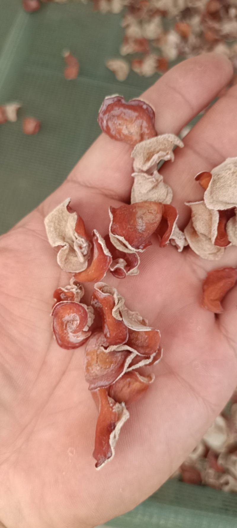 粉木耳跪地耳贵妃木耳自产自销无根单片粉木耳批发零售