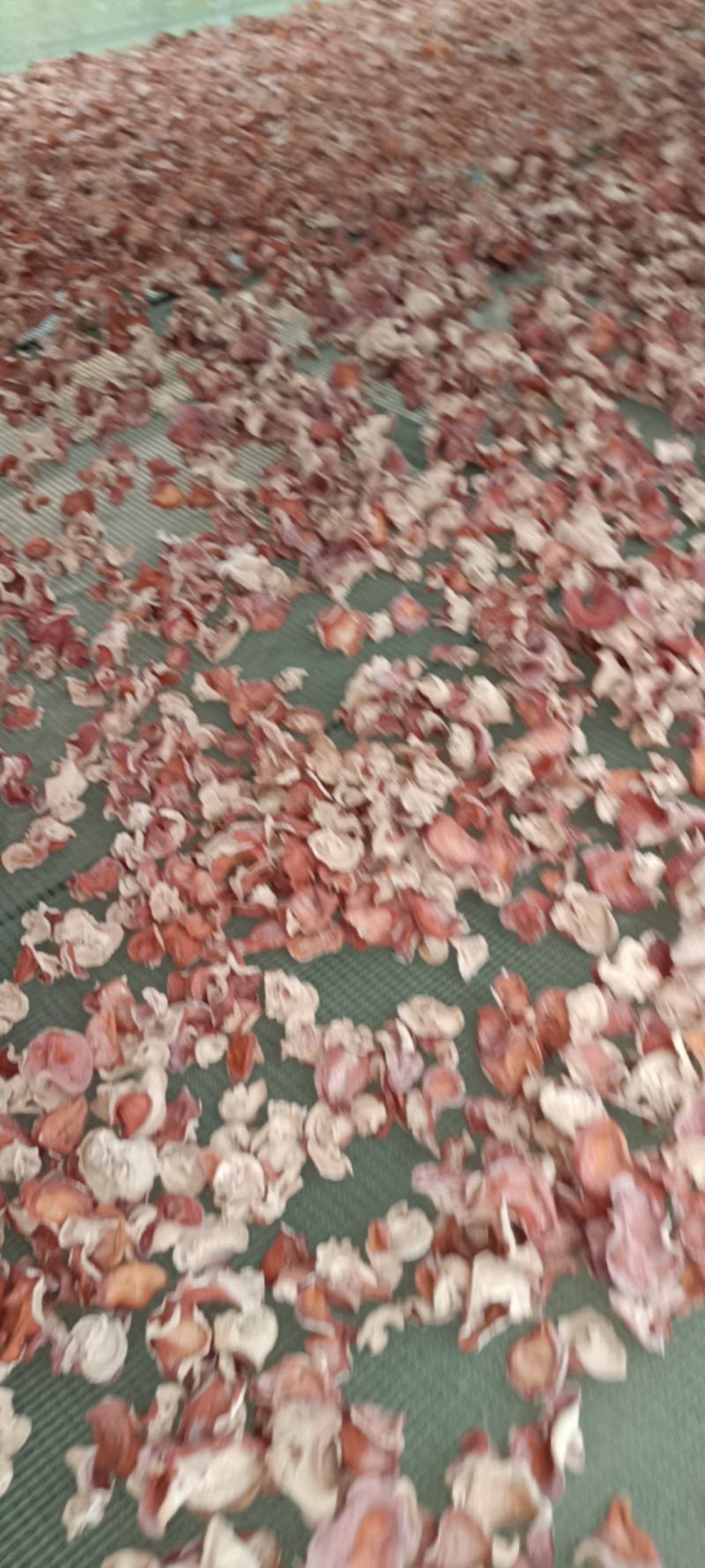 粉木耳跪地耳贵妃木耳自产自销无根单片粉木耳批发零售