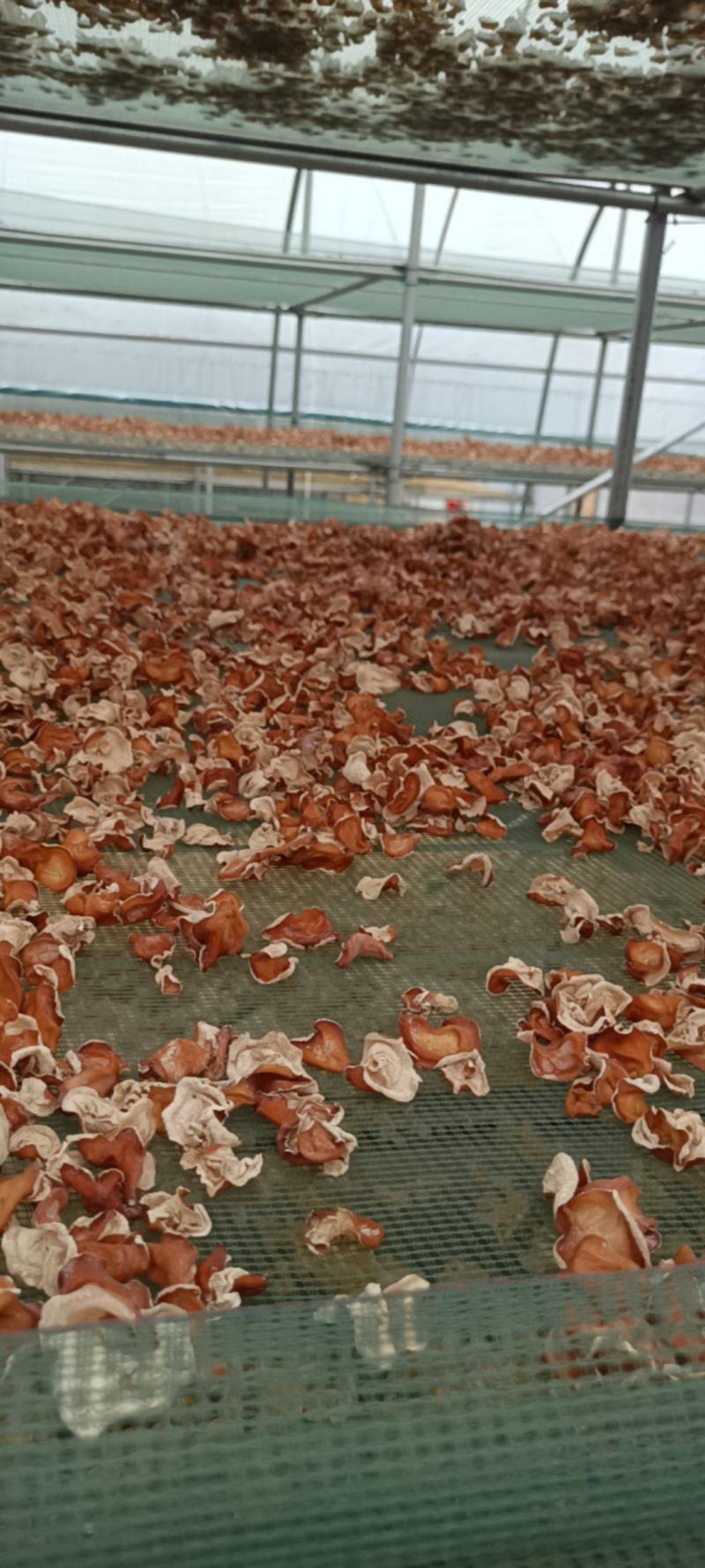 粉木耳精选品质贵妃木耳，选摘无根粉木耳自产自销基地直发粉