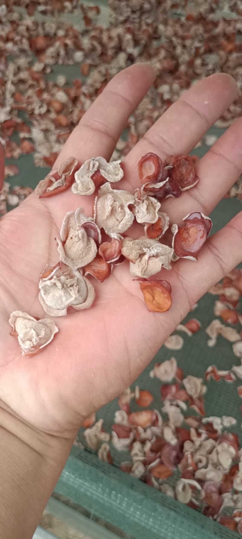 粉木耳精选品质贵妃木耳，选摘无根粉木耳自产自销基地直发粉