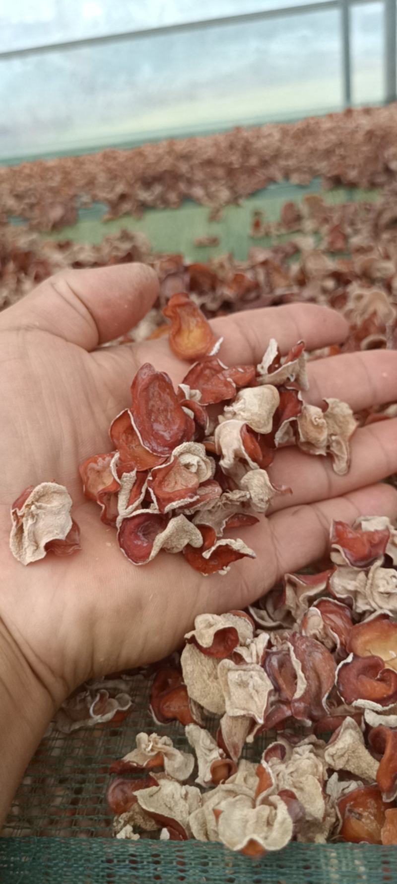 粉木耳精选品质贵妃木耳，选摘无根粉木耳自产自销基地直发粉