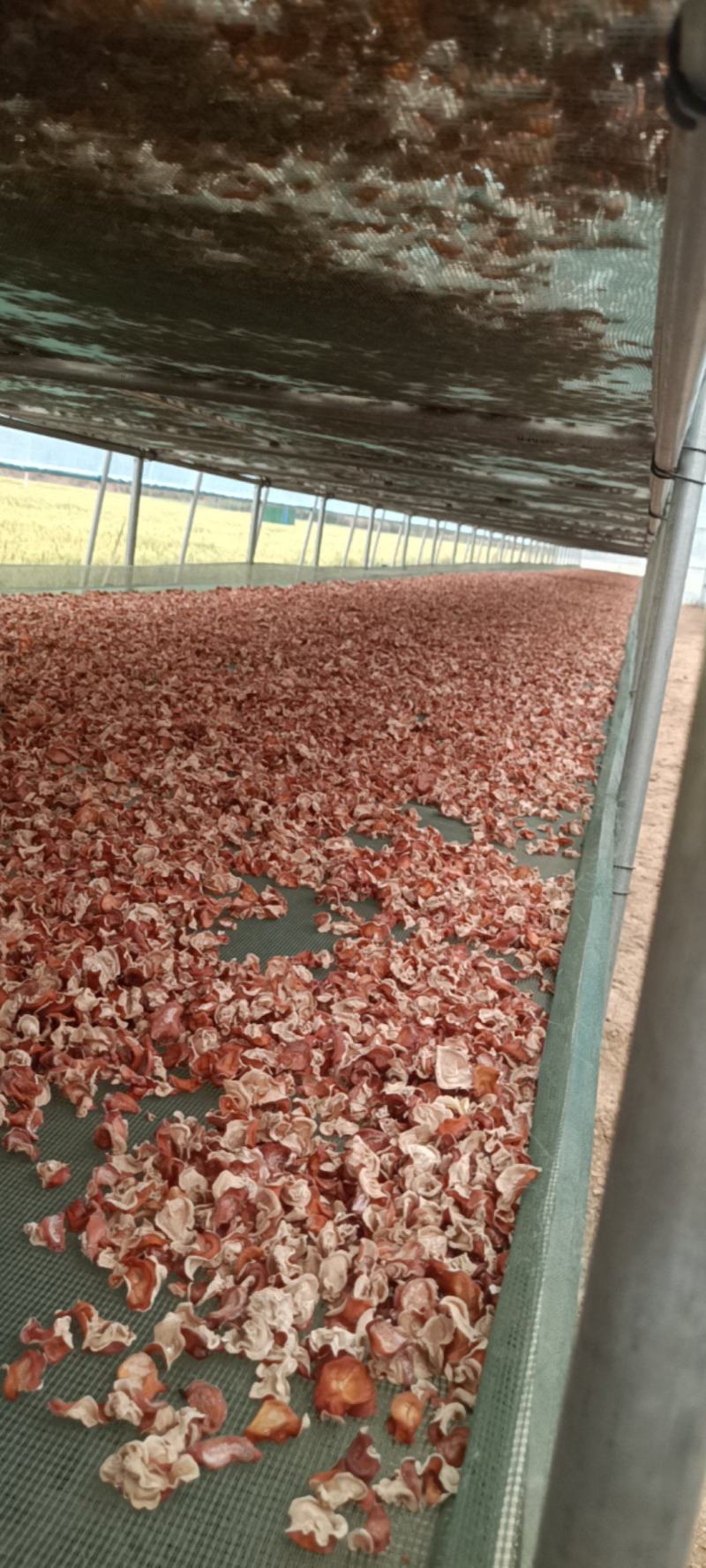 粉木耳精选品质贵妃木耳，选摘无根粉木耳自产自销基地直发粉
