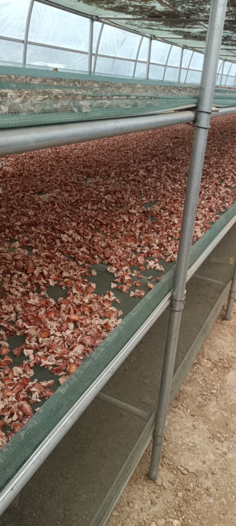 粉木耳精选品质贵妃木耳，选摘无根粉木耳自产自销基地直发粉
