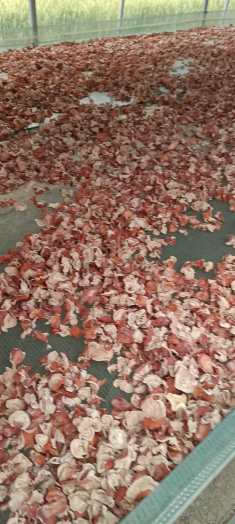 粉木耳精选品质贵妃木耳，选摘无根粉木耳自产自销基地直发粉