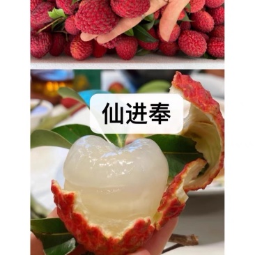 仙进逢荔枝中的劳斯莱斯口感好货量大全国接单提供纸箱泡沫箱