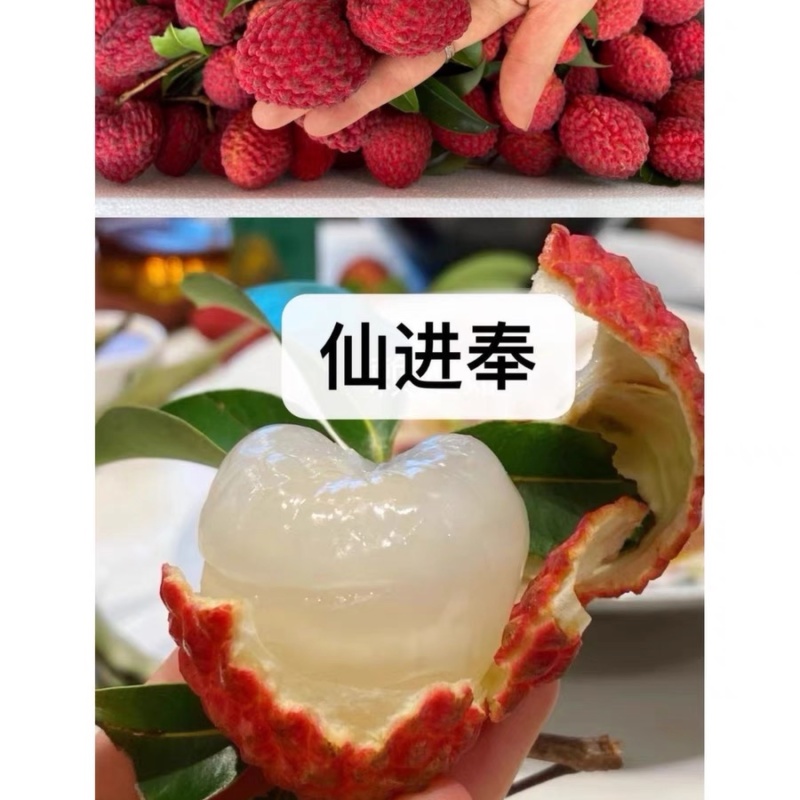 仙进逢荔枝中的劳斯莱斯口感好货量大全国接单提供纸箱泡沫箱