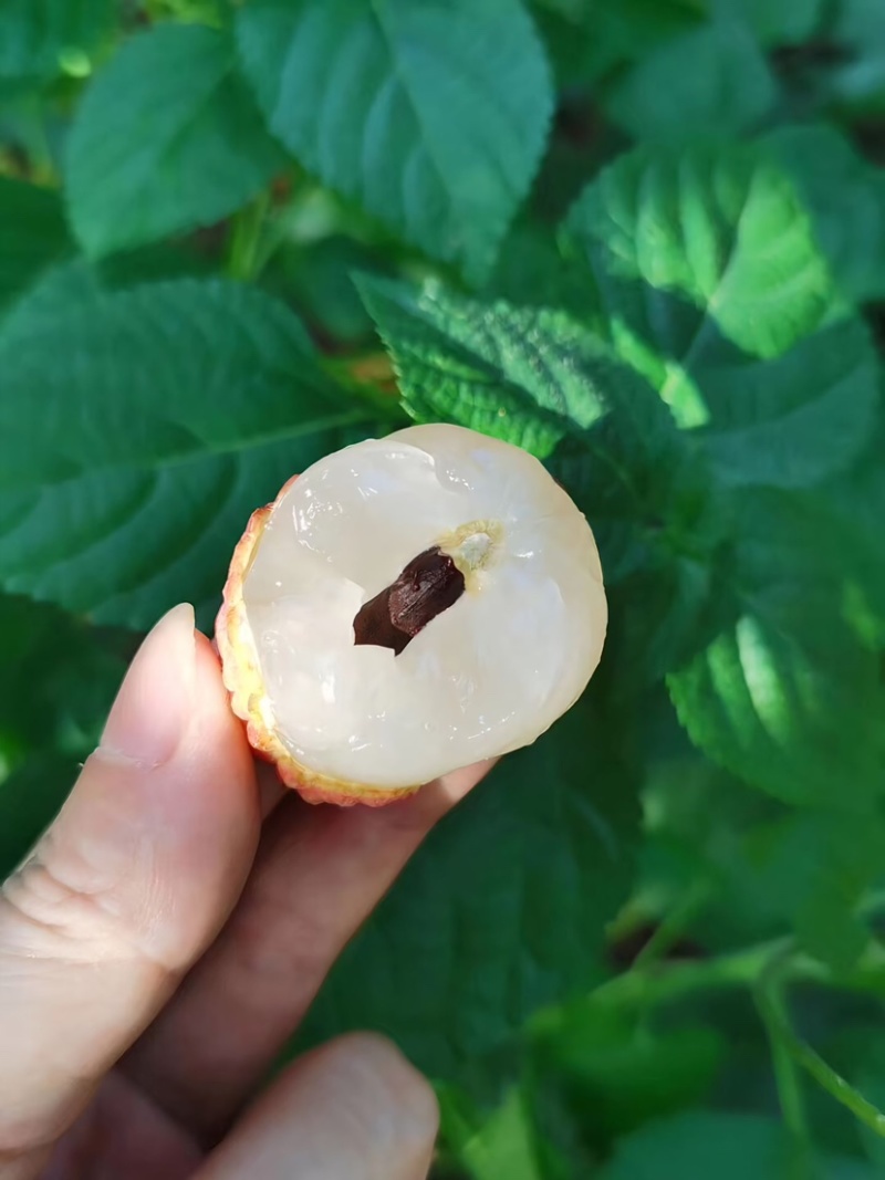 仙进逢荔枝中的劳斯莱斯口感好货量大全国接单提供纸箱泡沫箱