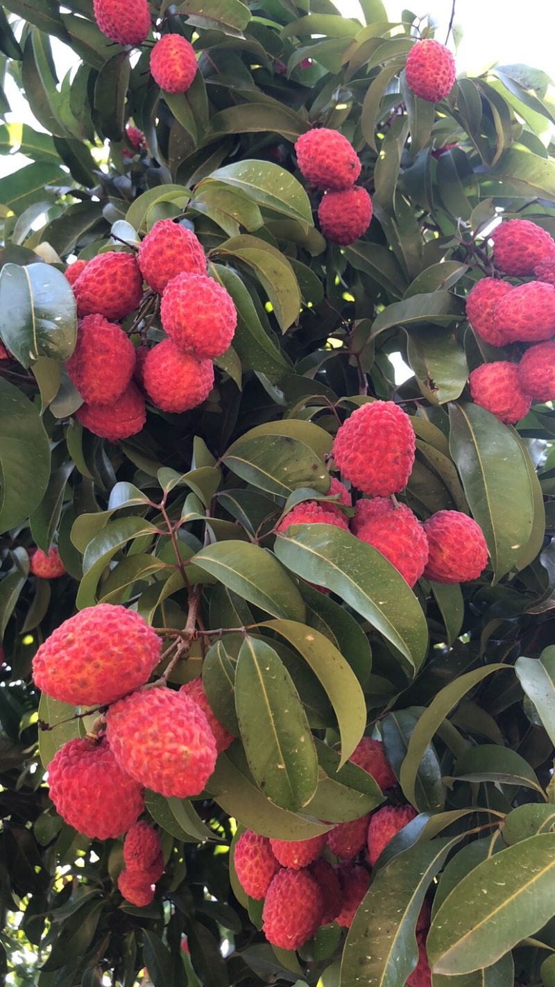 仙进逢荔枝中的劳斯莱斯口感好货量大全国接单提供纸箱泡沫箱