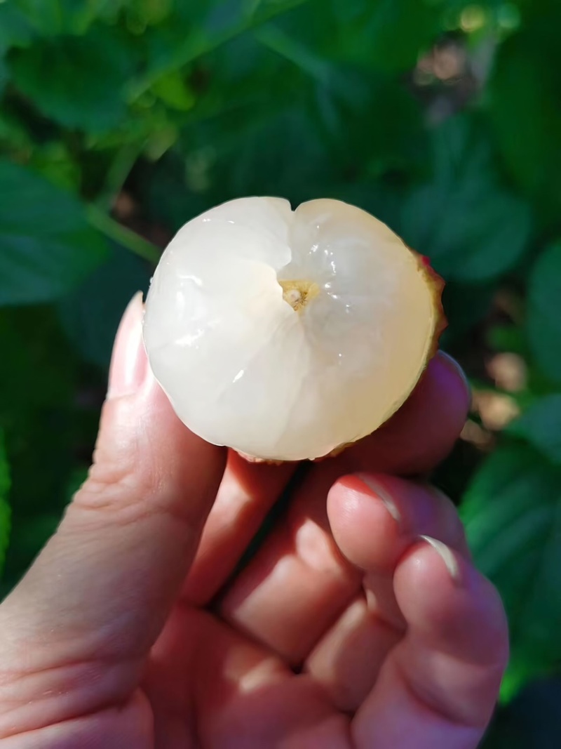 仙进逢荔枝中的劳斯莱斯口感好货量大全国接单提供纸箱泡沫箱