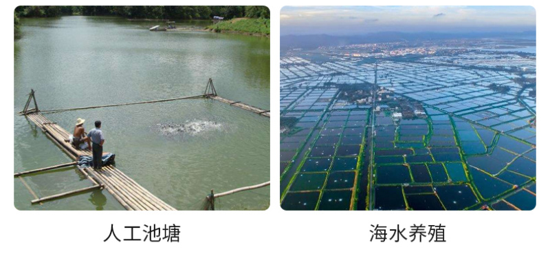 亚硝克星片水产养殖鱼虾蟹用降解亚硝酸盐氨氮防止倒藻解毒